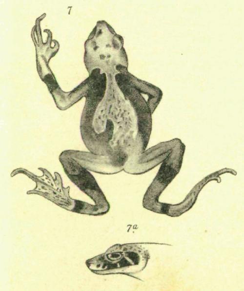 Wolterstorff