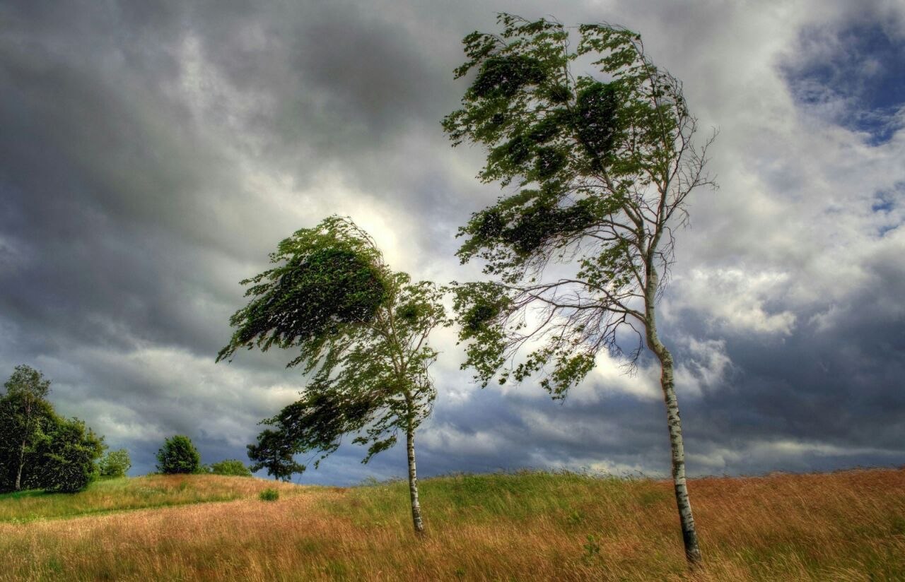 Blatt im Wind