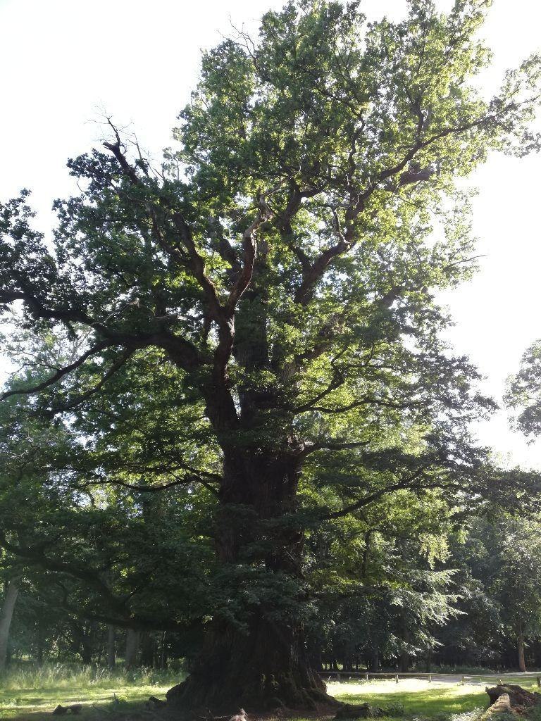 Du deutsche Eiche