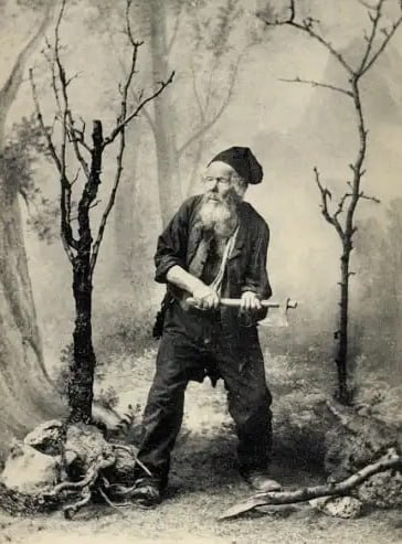 Der verwundete Baum