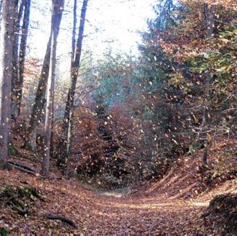 Herbst