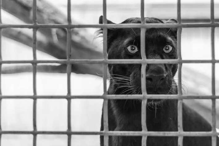 Der Panther