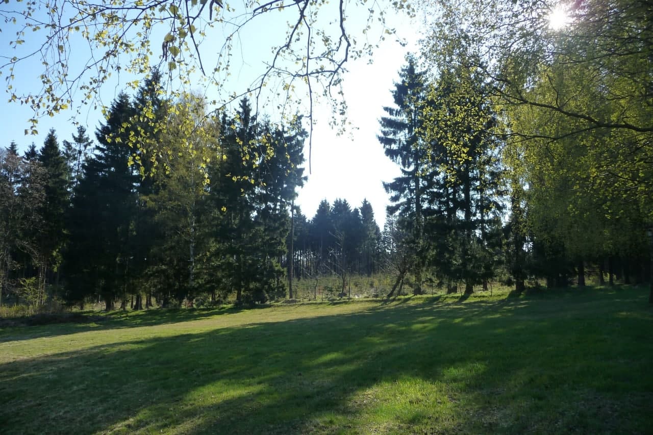 SEELE DES WALDES