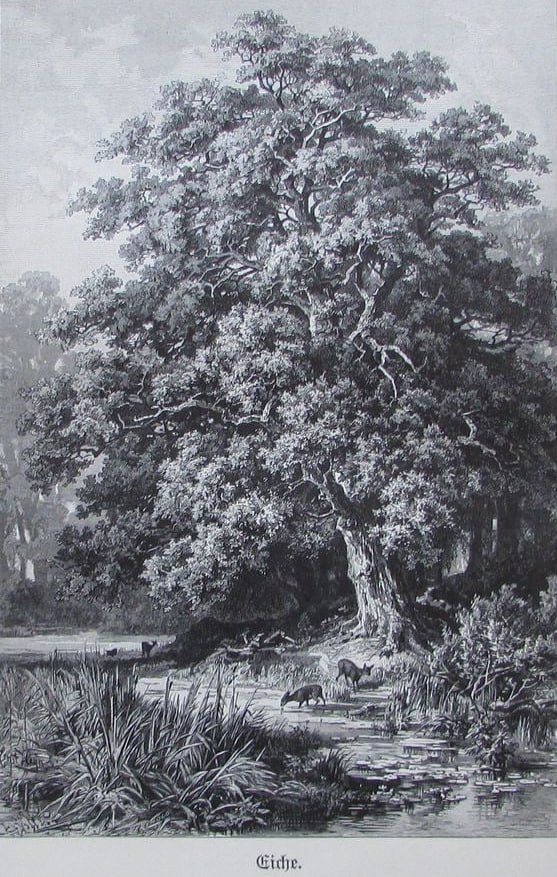 De Eikbom