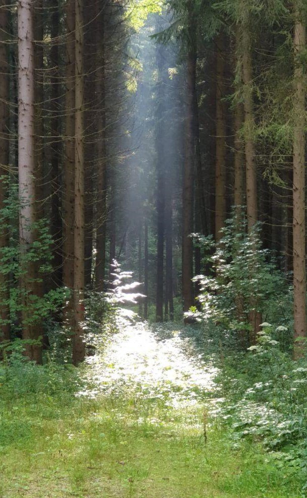 Hildegard von Bingen am 2020-08-31