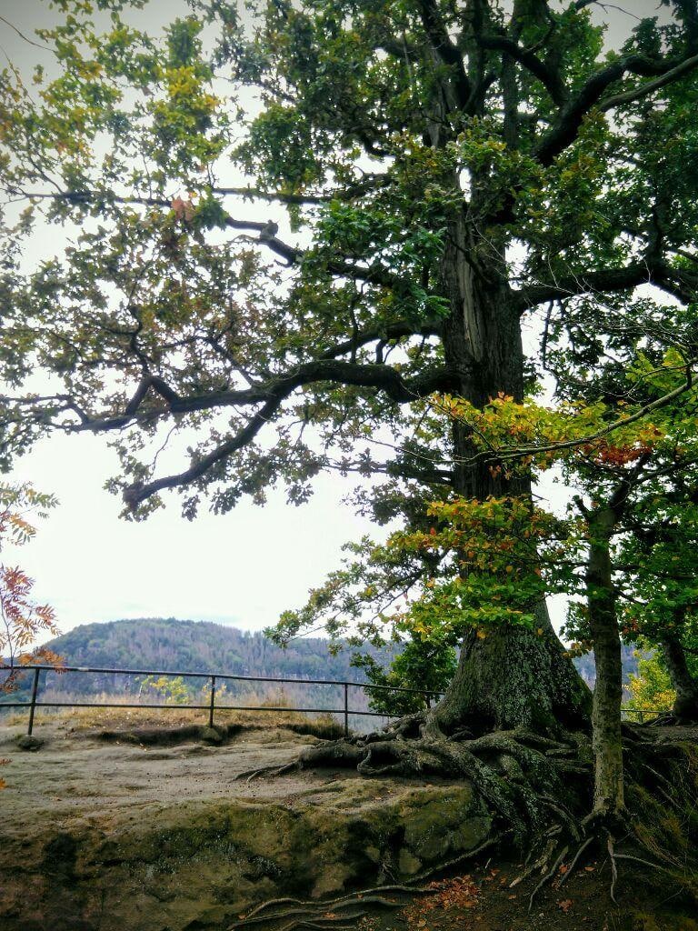 Der geschändete Baum
