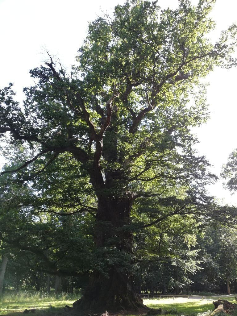 Die alte Eiche