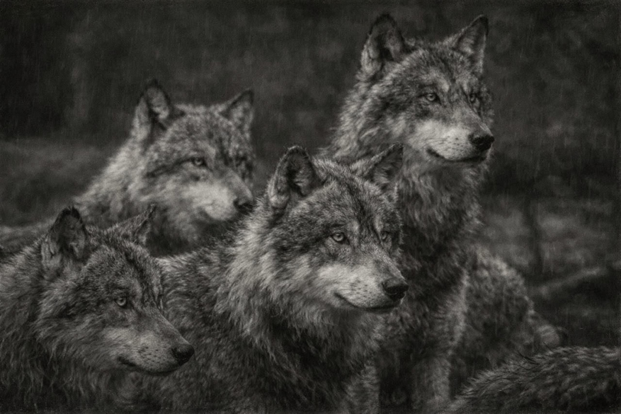 Der Waldgang