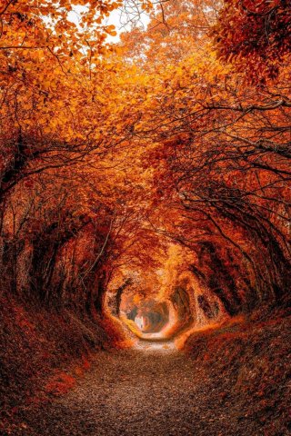 Halnaker Tree Tunnel in Autumn. West Sussex, England.