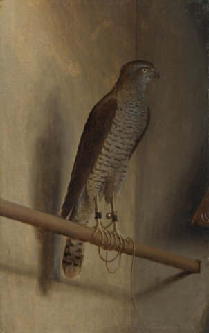 A Sparrowhawk (Italian: Uno sparviero) is a painting by Venetian artist Jacopo de' Barbari, probably made late in the 1510s, while he was working in the Netherlands towards the end of his life.