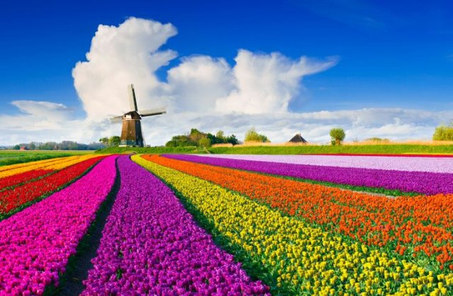 Tulip Season in Holland.