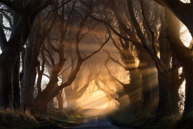 Sunrise along a tree-lined road in Antrim, Ireland.