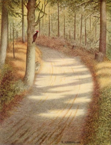 Woodpecker (1900). Theodor Severin Kittelsen (Norwegian, 1857-1914).