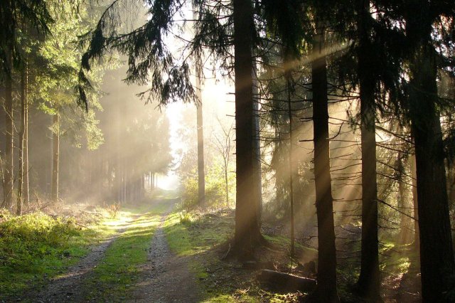 Sunlight Streams Through the Canopy of the Teutoburg Forest, Germany.