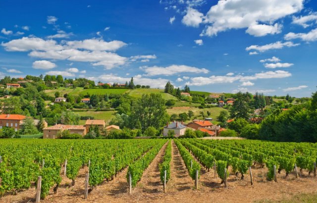 Vineyard in the Beaujolais region of France.