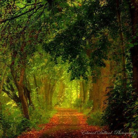 Irish Woods in Autumn
@CelticMyths