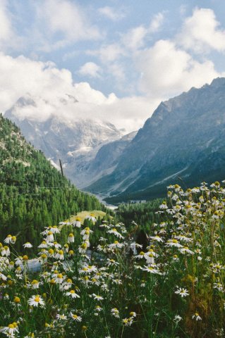 Swiss Alps, Summer.