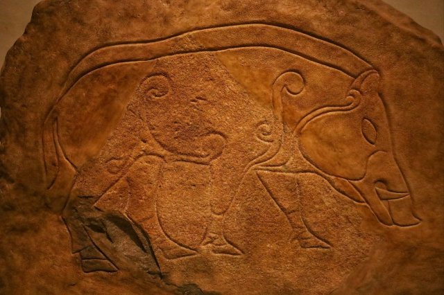 Pictish symbol stone depicting a boar. The early medieval stone was found at Dores (near Inverness), Scotland.